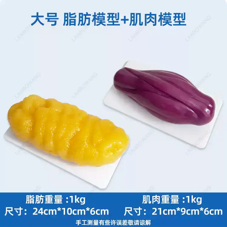 Human Muscle and Fat Replicas, - Nutrition Of Fitness review and price