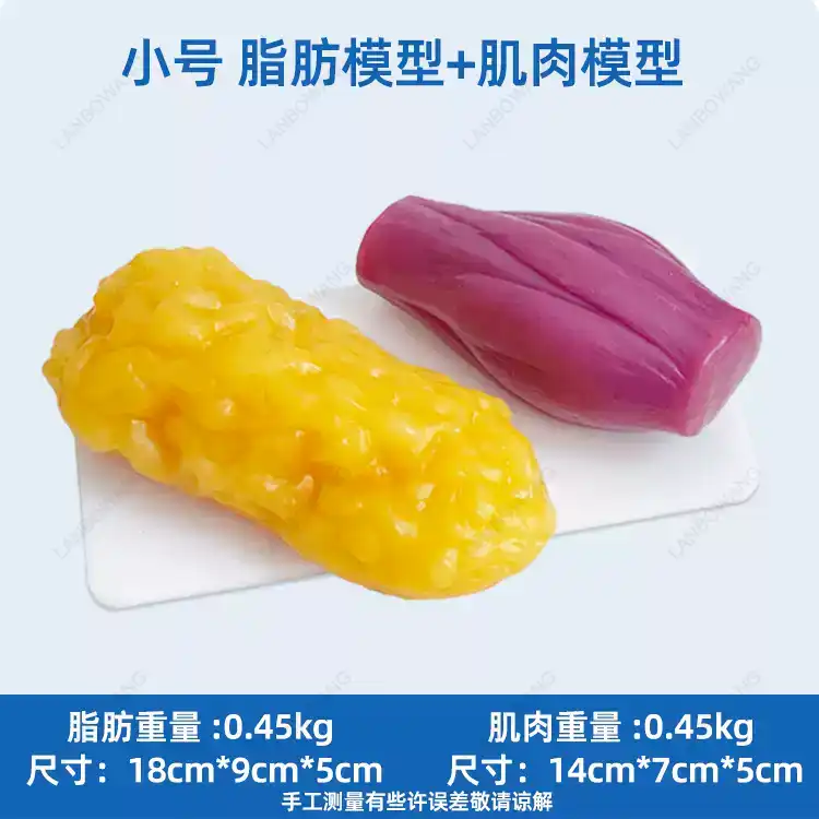 Human Muscle and Fat Replicas, - Nutrition Of Fitness review and price